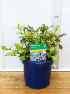 Ceratostigma 'Autumn Blue' (2ltr)