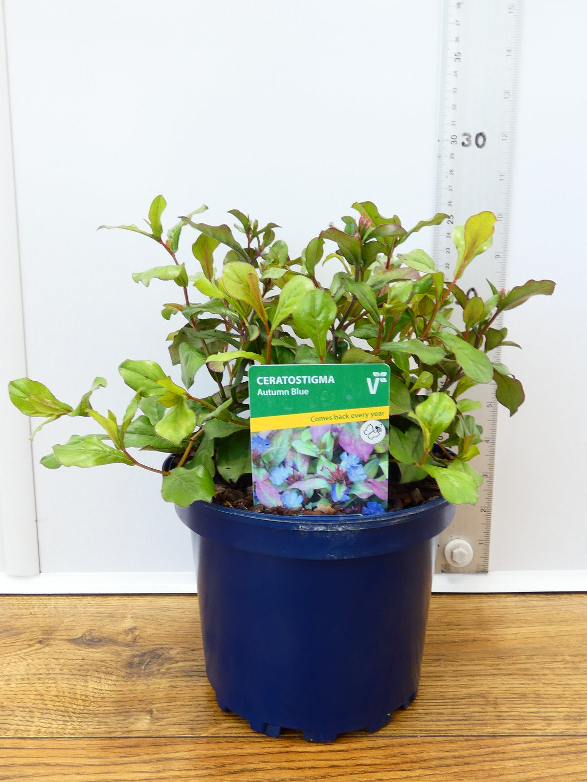 Ceratostigma 'Autumn Blue' (2ltr)