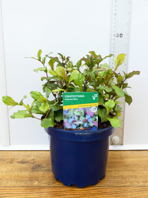 Ceratostigma 'Autumn Blue' (2ltr)
