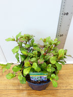 Ceratostigma 'Autumn Blue' (2ltr)