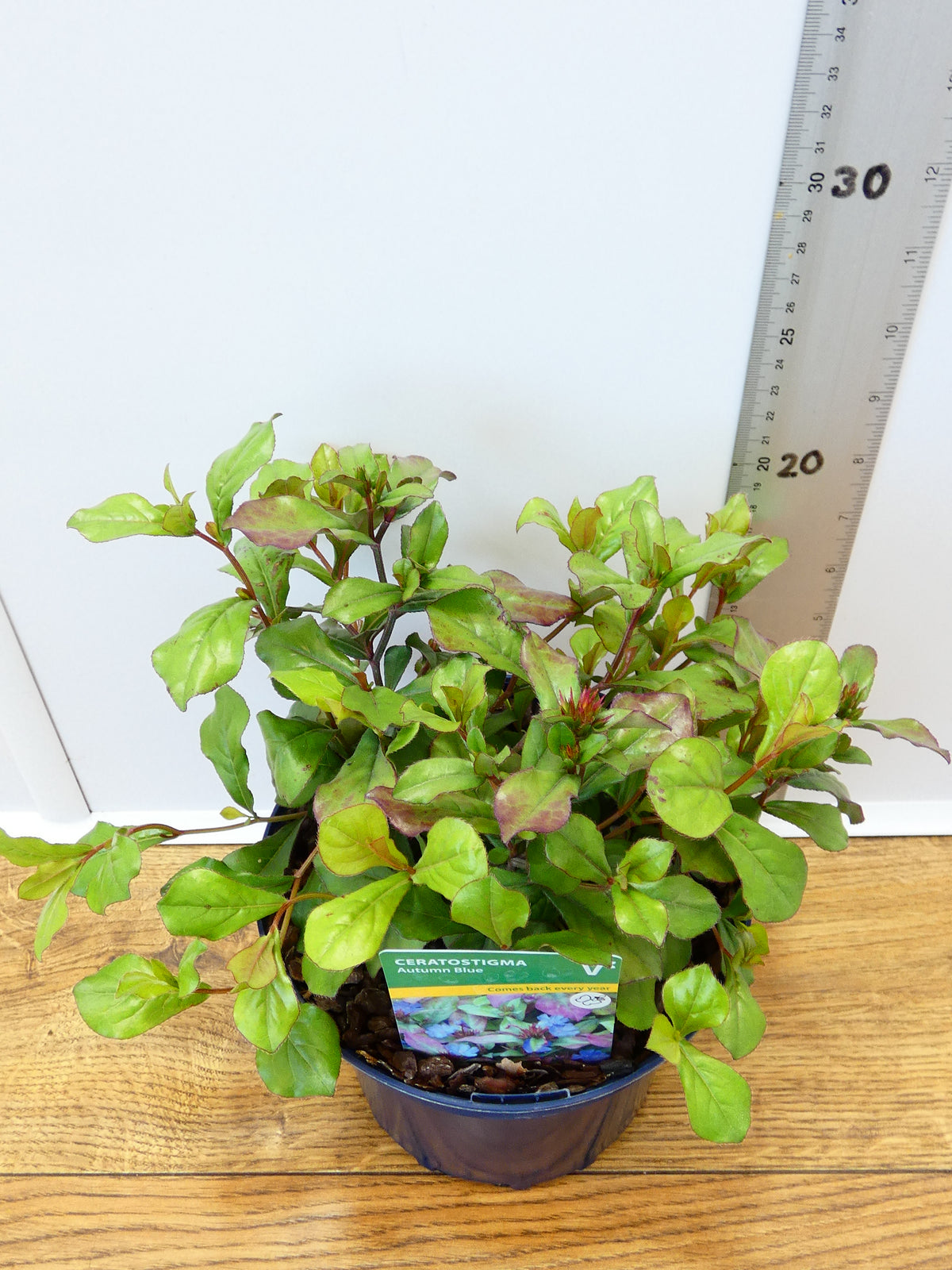Ceratostigma 'Autumn Blue' (2ltr)