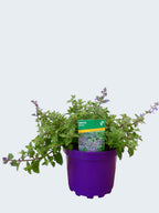 Nepeta 'Kit Kat' (2ltr)
