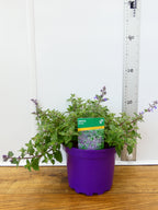 Nepeta 'Kit Kat' (2ltr)
