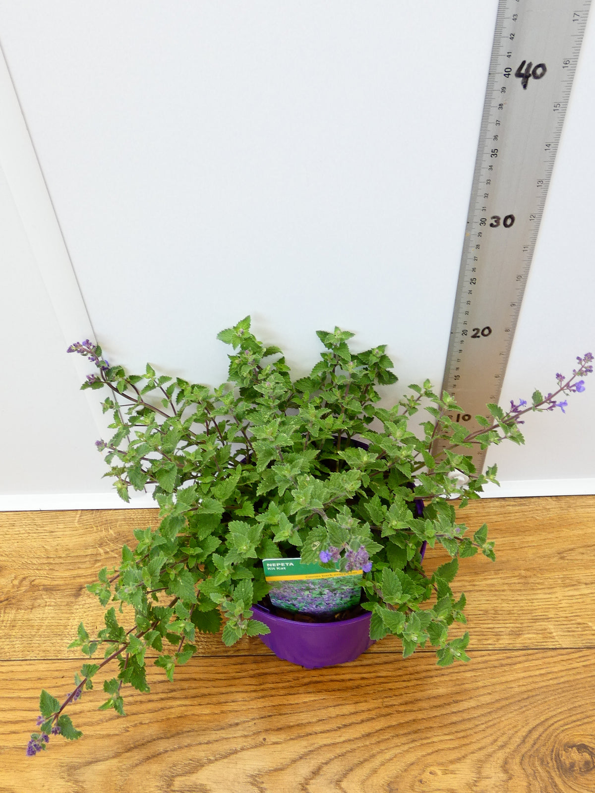 Nepeta 'Kit Kat' (2ltr)