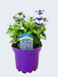 Nepeta 'Neptune' (2ltr)