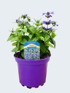 Nepeta 'Neptune' (2ltr)
