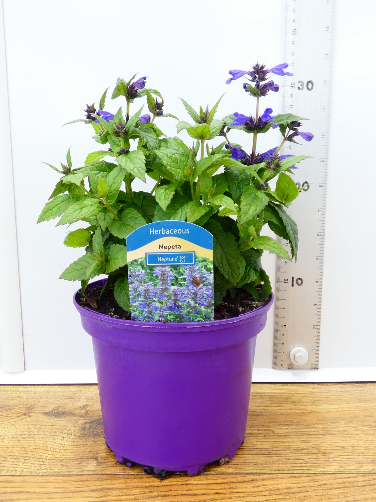Nepeta 'Neptune' (2ltr)