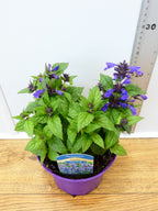 Nepeta 'Neptune' (2ltr)