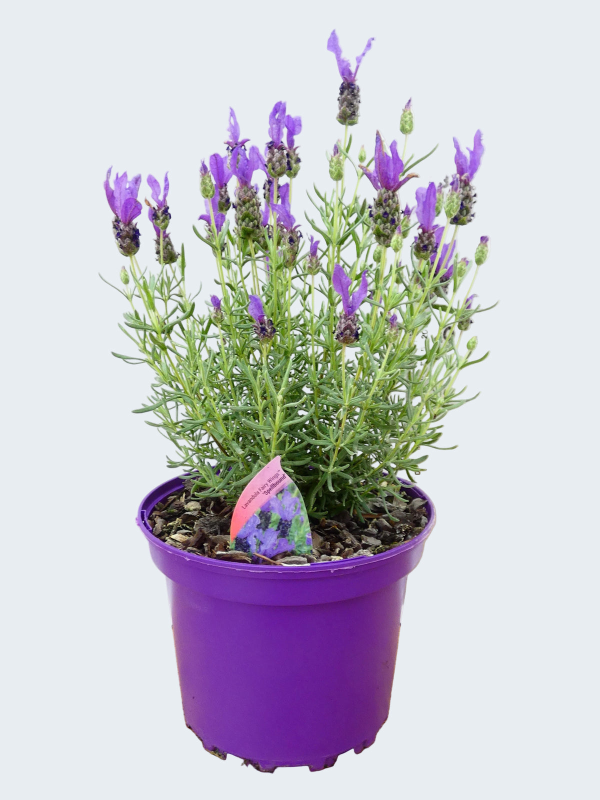 Lavandula FairyWings 'Spellbound' (2ltr)