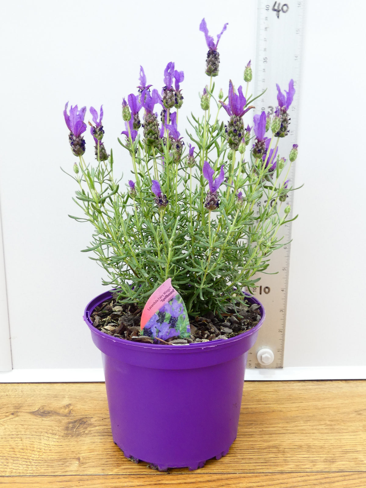 Lavandula FairyWings 'Spellbound' (2ltr)