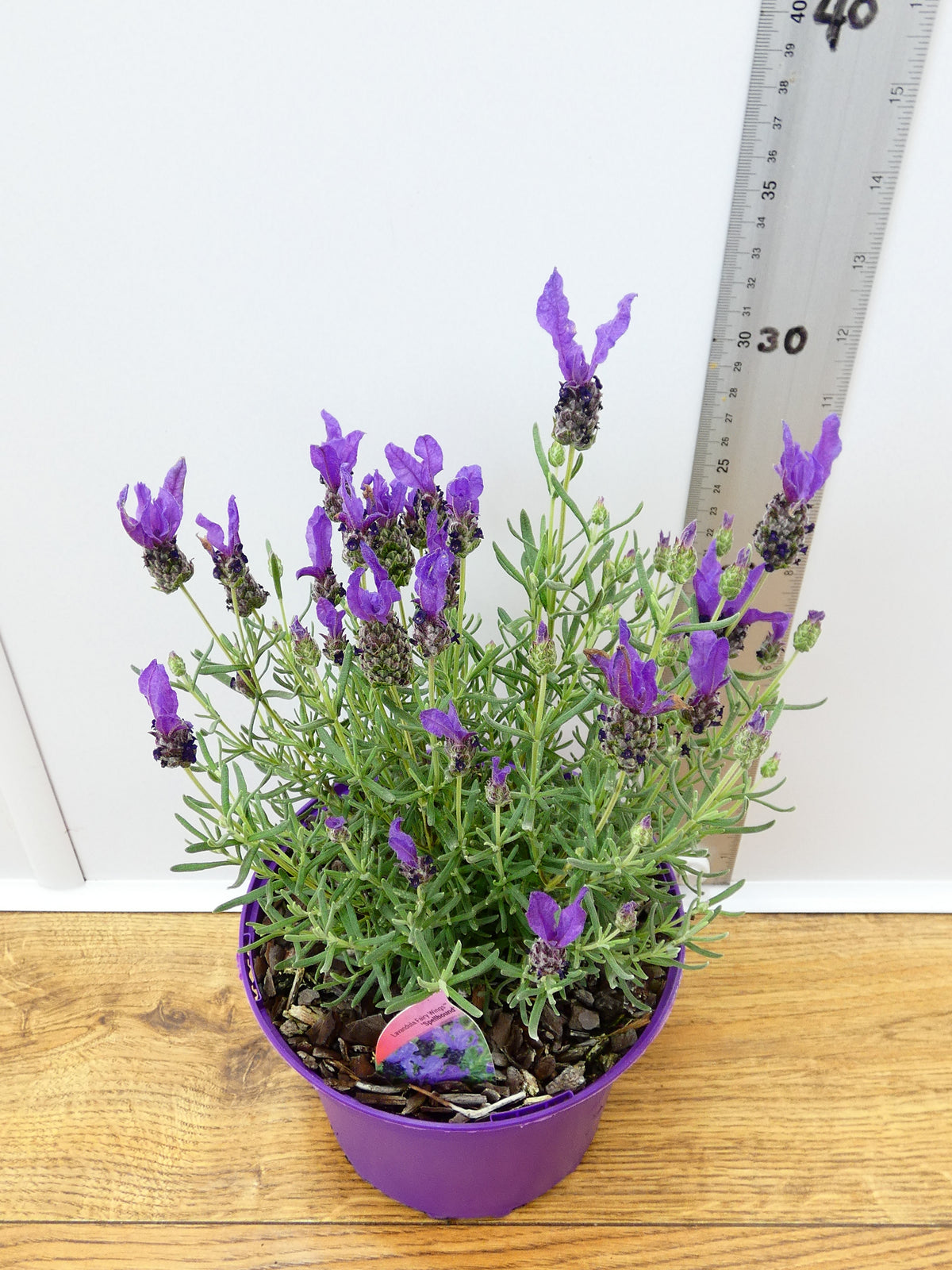 Lavandula FairyWings 'Spellbound' (2ltr)