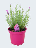 Lavandula FairyWings 'Radiance' (2ltr)