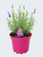 Lavandula FairyWings 'Radiance' (2ltr)