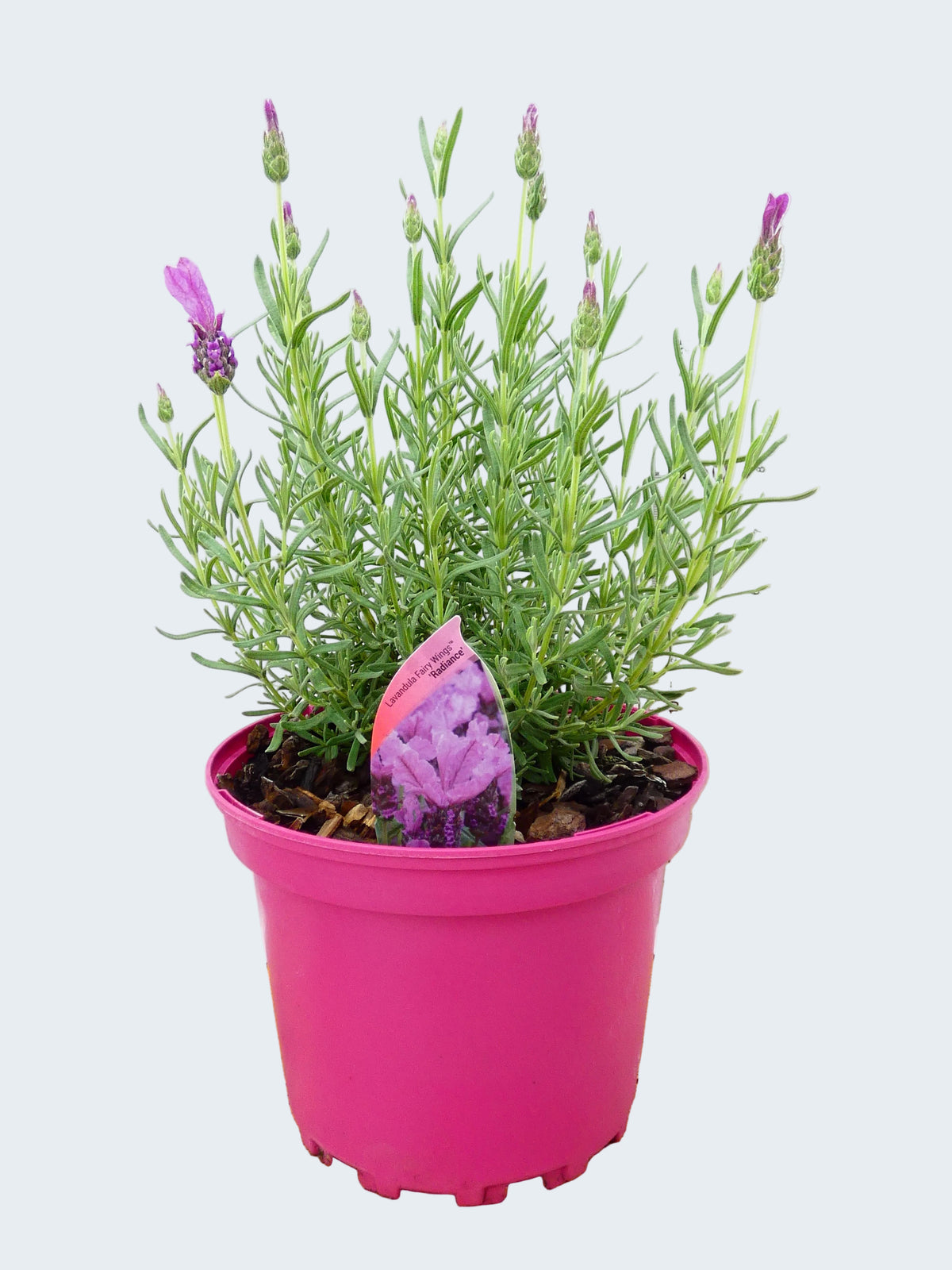 Lavandula FairyWings 'Radiance' (2ltr)
