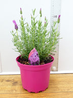 Lavandula FairyWings 'Radiance' (2ltr)