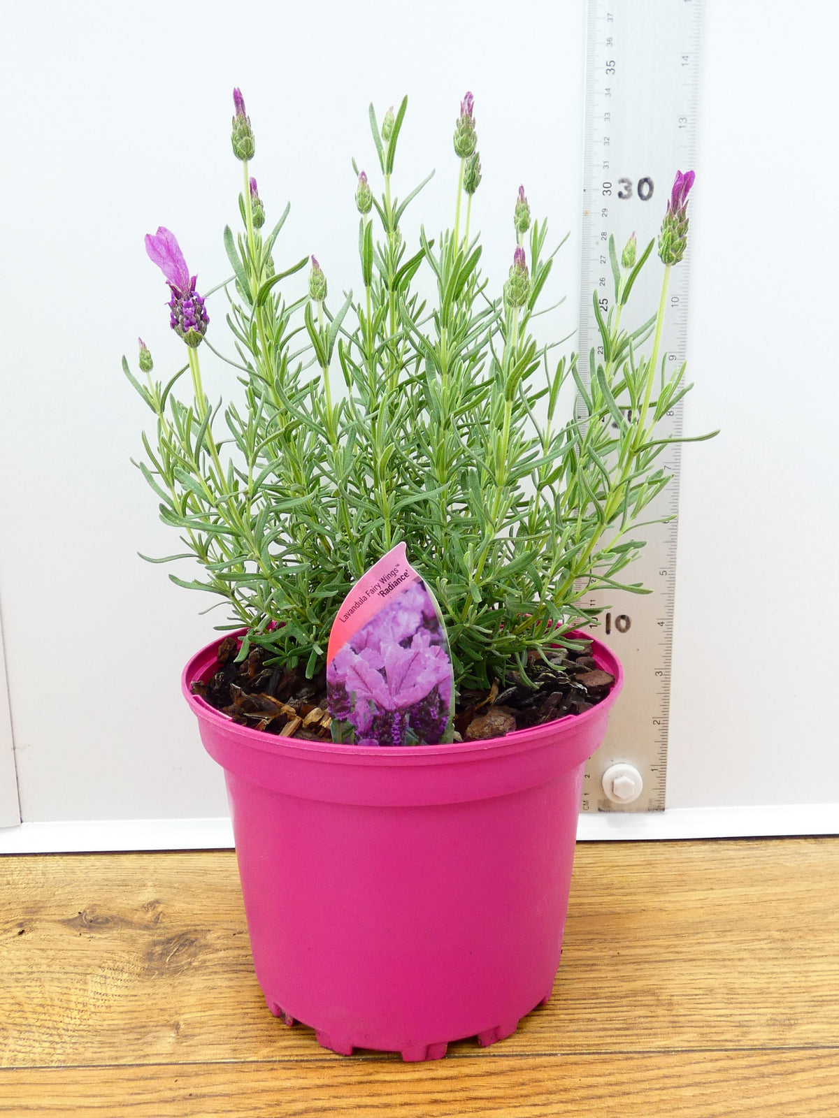 Lavandula FairyWings 'Radiance' (2ltr)