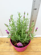 Lavandula FairyWings 'Radiance' (2ltr)
