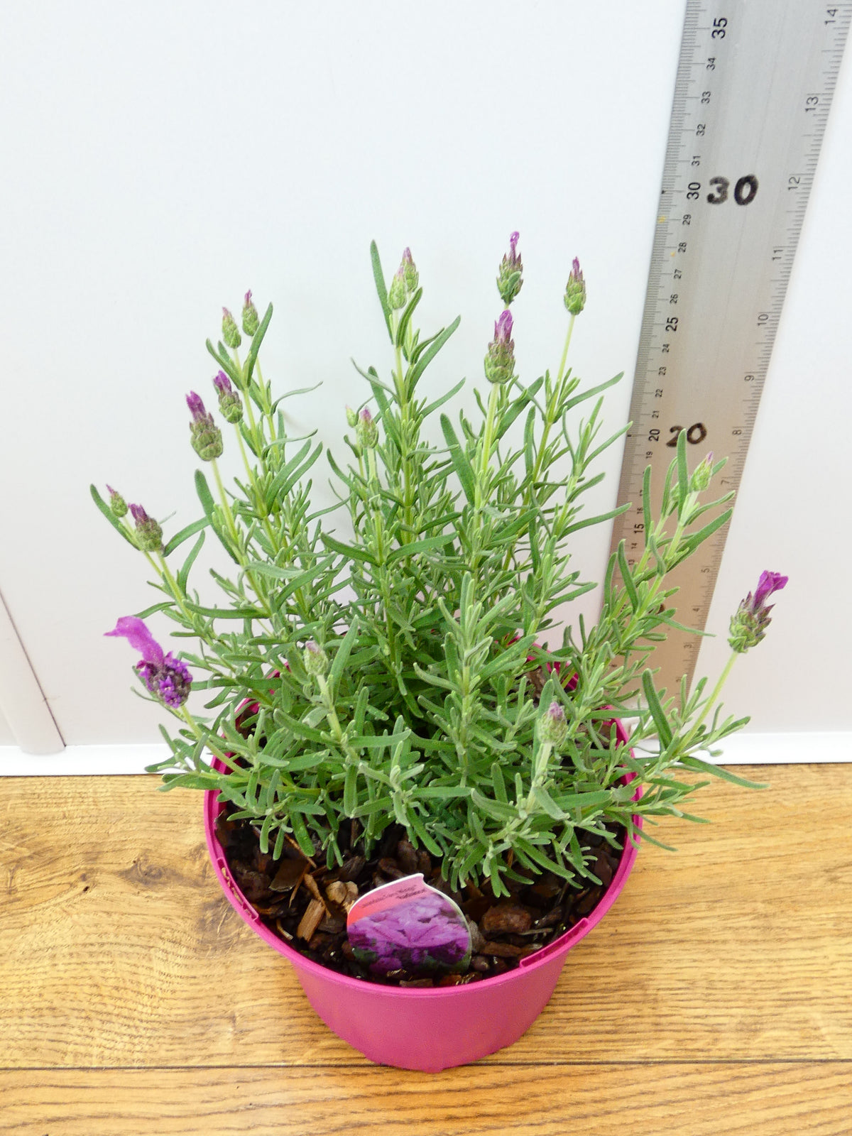 Lavandula FairyWings 'Radiance' (2ltr)