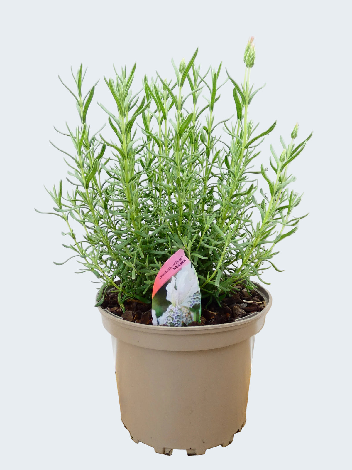 Lavandula FairyWings 'Whimsical' (2ltr)