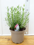 Lavandula FairyWings 'Whimsical' (2ltr)