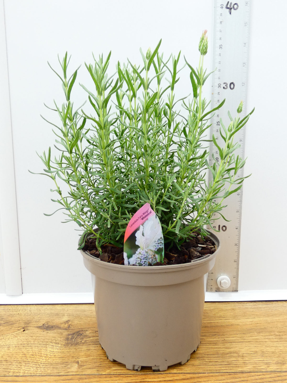 Lavandula FairyWings 'Whimsical' (2ltr)