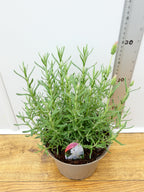 Lavandula FairyWings 'Whimsical' (2ltr)