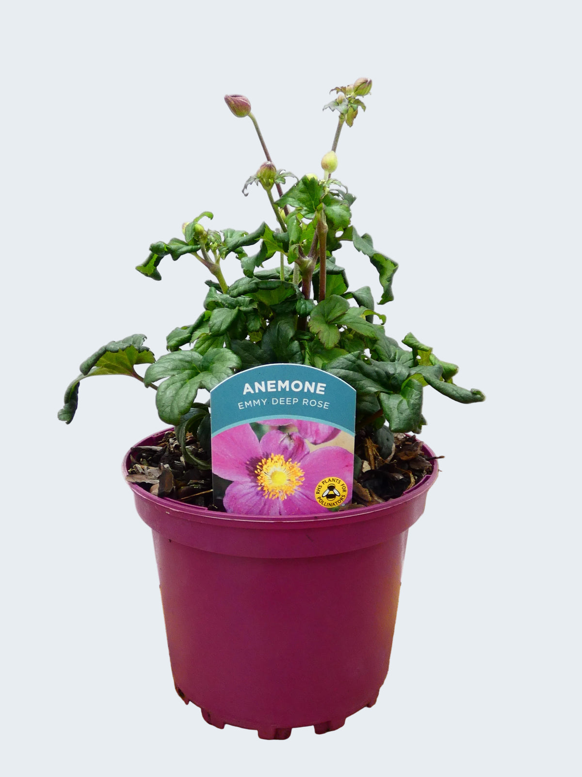 Anemone Emmy 'Deep Rose' (2ltr)