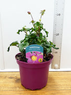 Anemone Emmy 'Deep Rose' (2ltr)