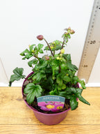 Anemone Emmy 'Deep Rose' (2ltr)