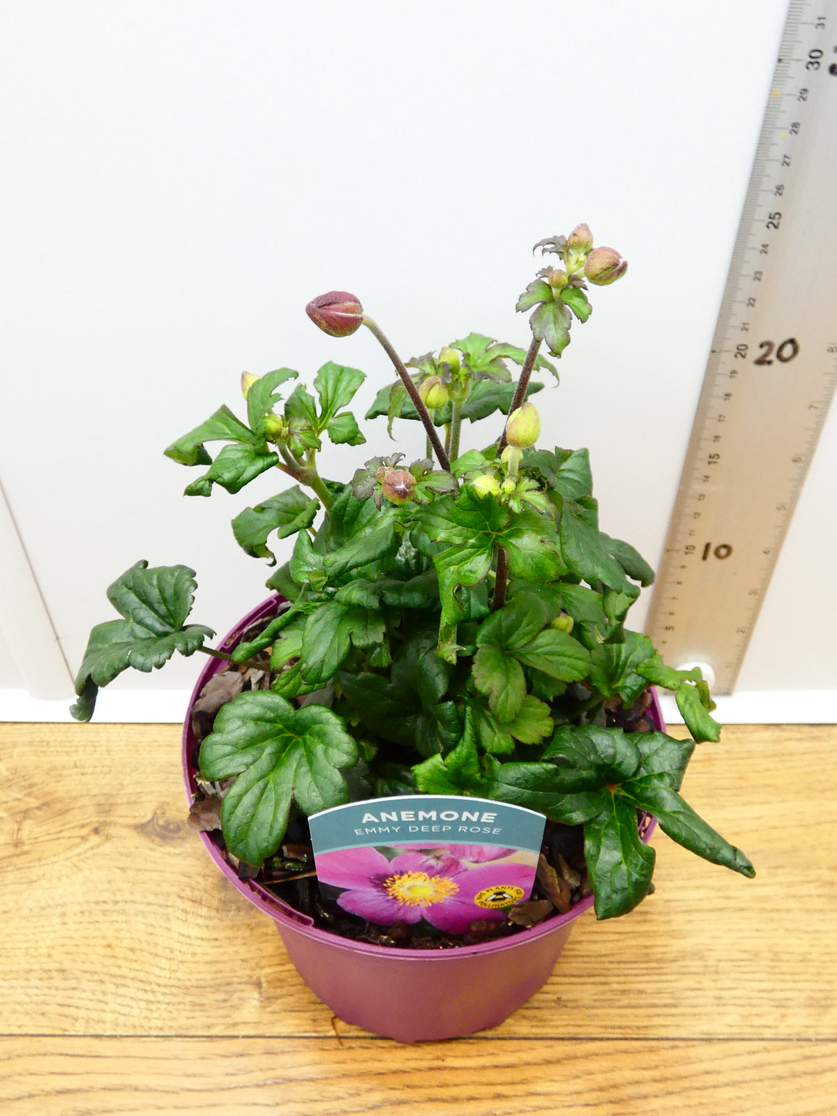 Anemone Emmy 'Deep Rose' (2ltr)