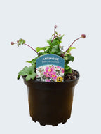 Anemone Emmy 'Bicolour' (2ltr)