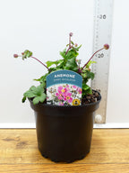 Anemone Emmy 'Bicolour' (2ltr)