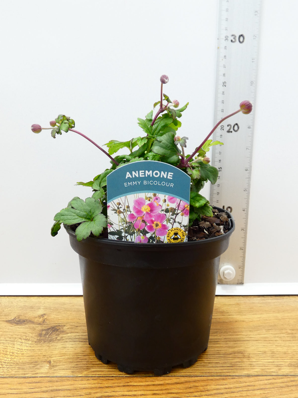 Anemone Emmy 'Bicolour' (2ltr)