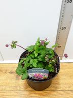 Anemone Emmy 'Bicolour' (2ltr)