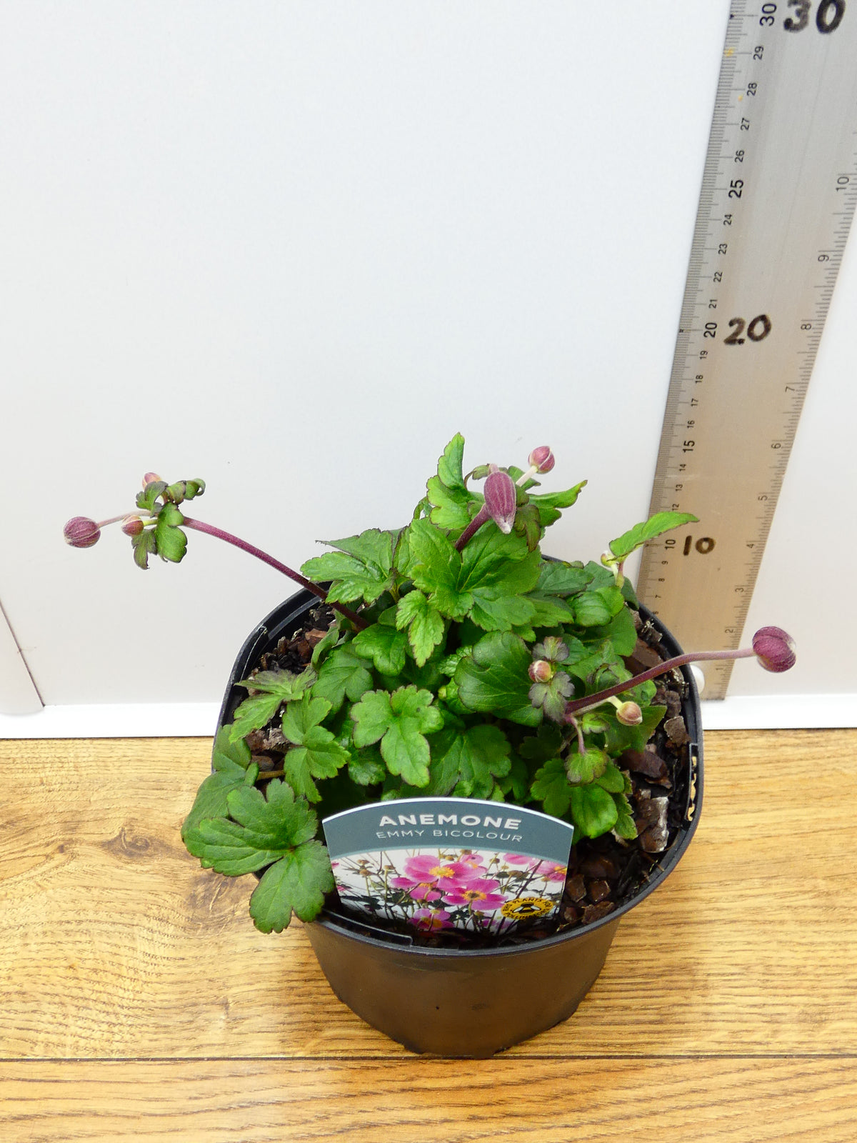 Anemone Emmy 'Bicolour' (2ltr)