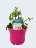 Anemone Emmy 'Pink Blush' (2ltr)