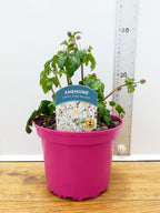 Anemone Emmy 'Pink Blush' (2ltr)