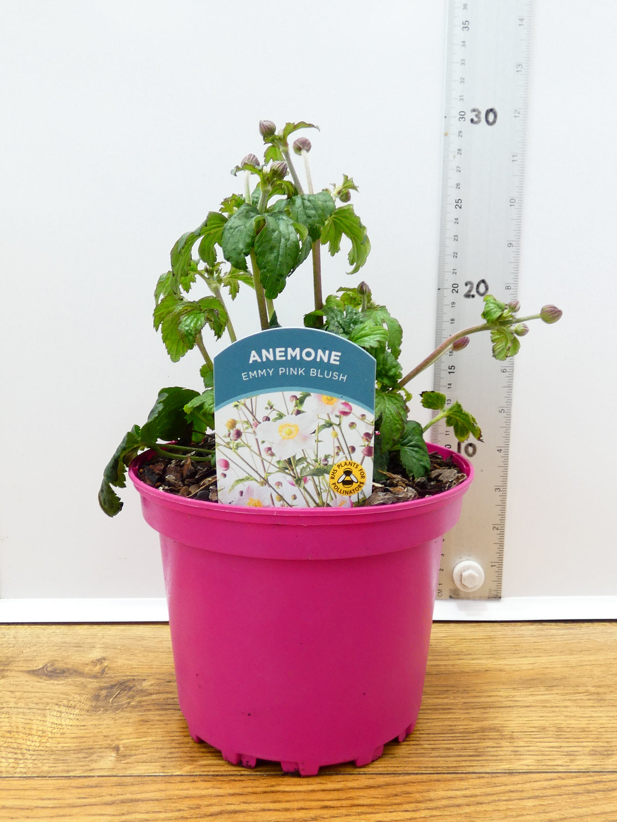 Anemone Emmy 'Pink Blush' (2ltr)