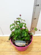 Anemone Emmy 'Pink Blush' (2ltr)