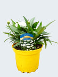 Leucanthemum 'Sweet Daisy Rebecca' (2ltr)