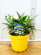Leucanthemum 'Sweet Daisy Rebecca' (2ltr)