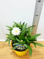 Leucanthemum 'Sweet Daisy Rebecca' (2ltr)