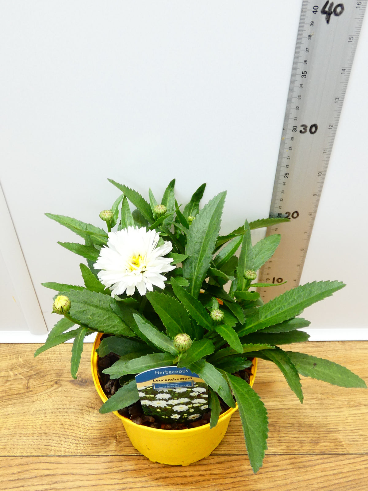 Leucanthemum 'Sweet Daisy Rebecca' (2ltr)