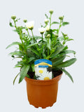 Leucanthemum 'Sweet Daisy Christine' (2ltr)