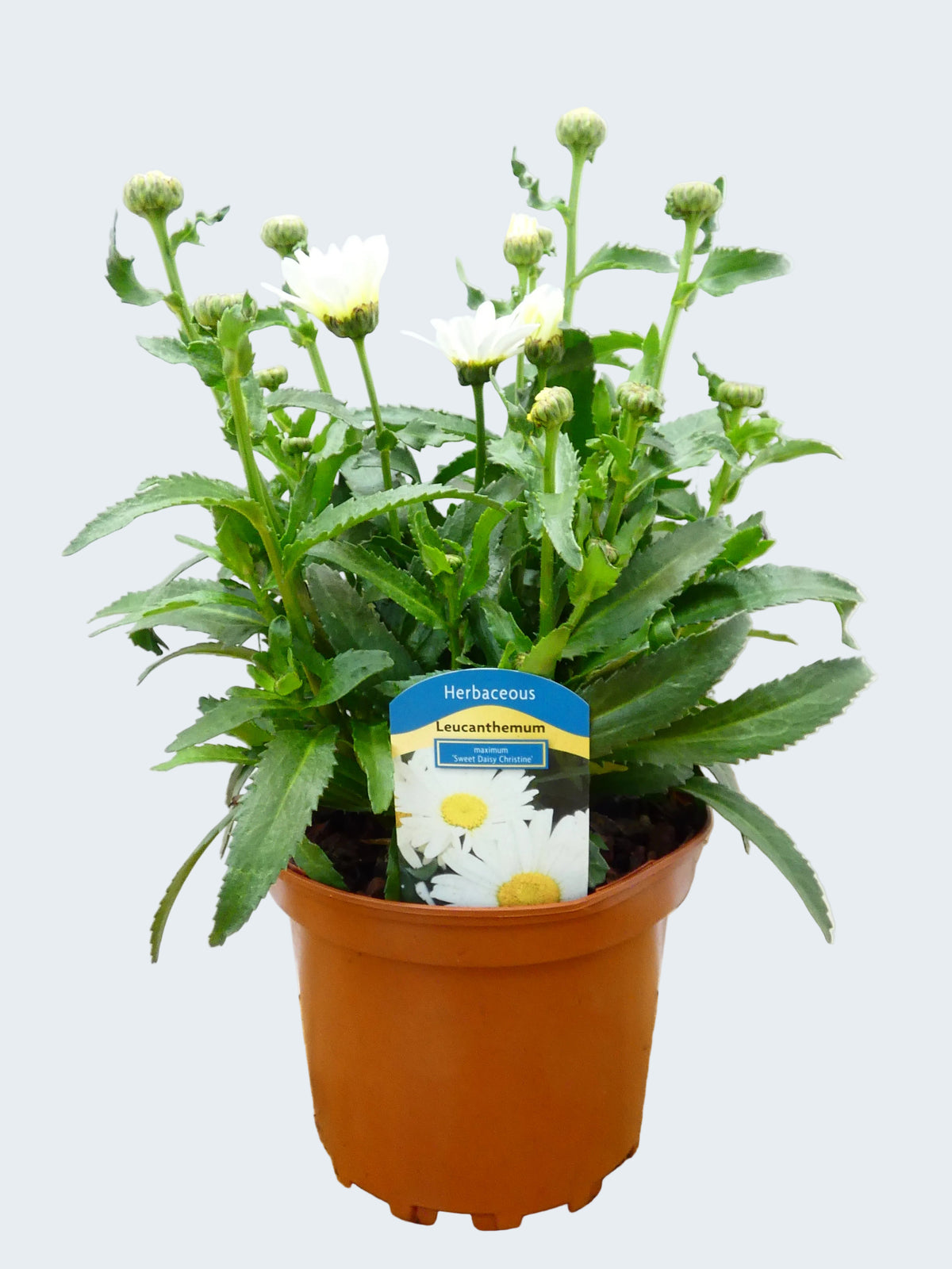 Leucanthemum 'Sweet Daisy Christine' (2ltr)