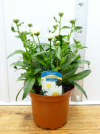 Leucanthemum 'Sweet Daisy Christine' (2ltr)