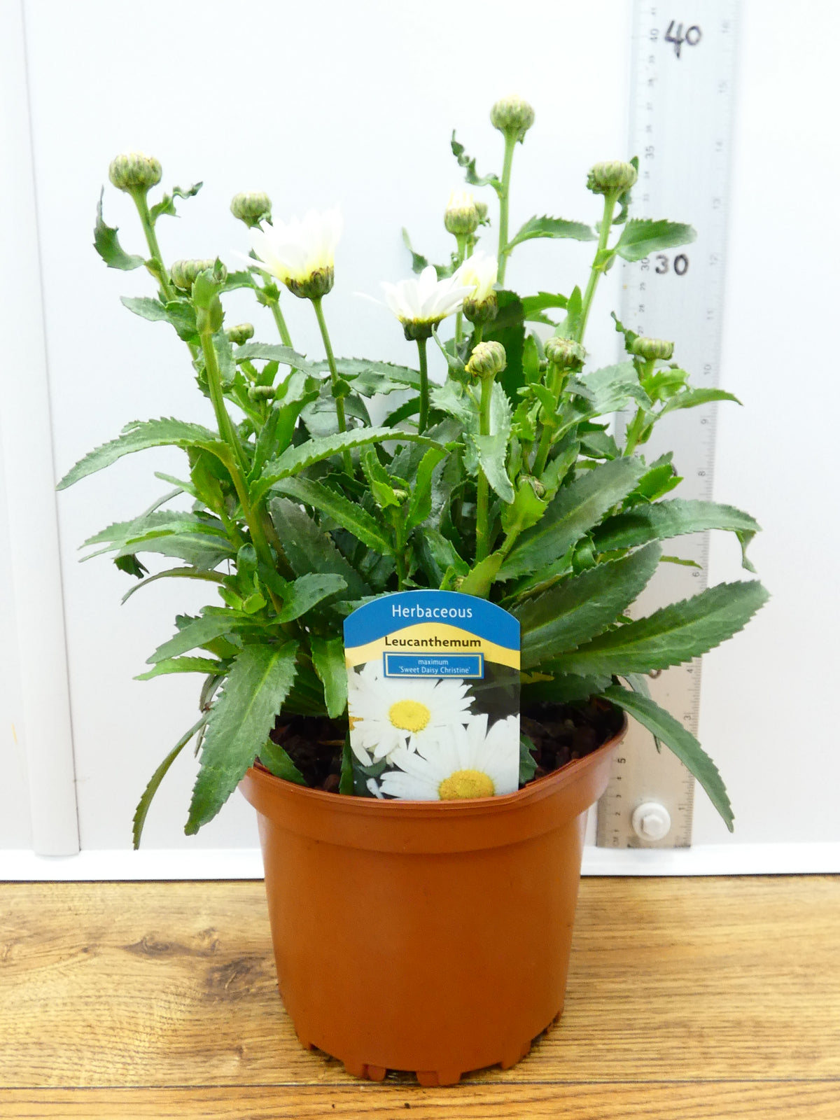 Leucanthemum 'Sweet Daisy Christine' (2ltr)