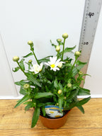 Leucanthemum 'Sweet Daisy Christine' (2ltr)