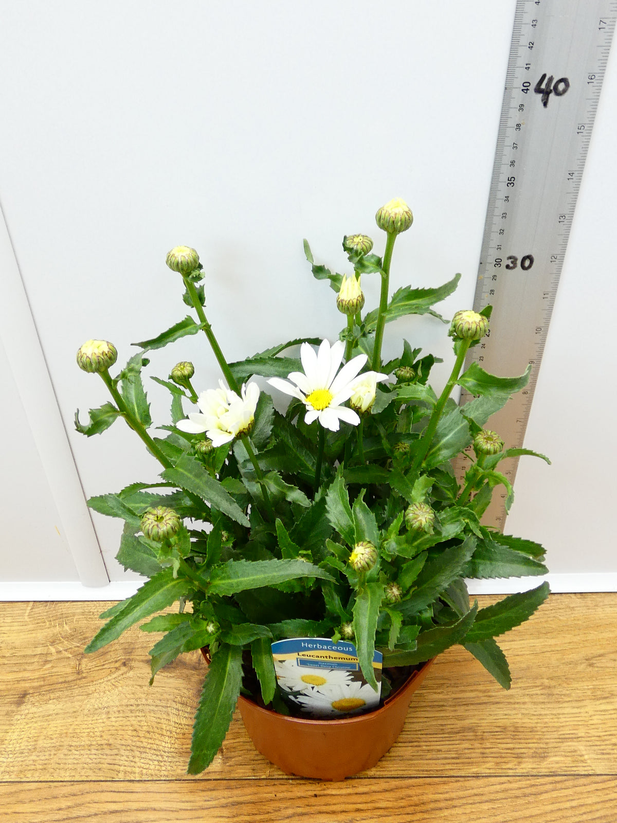 Leucanthemum 'Sweet Daisy Christine' (2ltr)