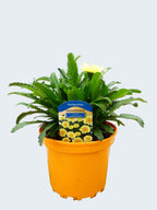 Leucanthemum 'Sweet Daisy Izabel' (2ltr)